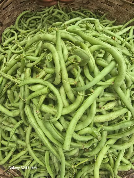 HARICOTS VERT
